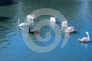 Black swan swims in the lake with white swans