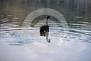 A black swan swims quietly on the water.