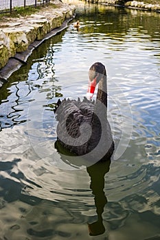 Black swan swinging on the waves.