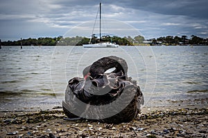 Black swan tucks his beak in feathers.