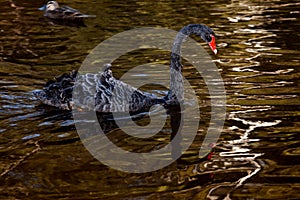 Black swan unique to Australia