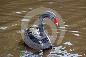 Black swan unique to Australia
