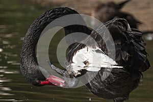Black swan unique to Australia
