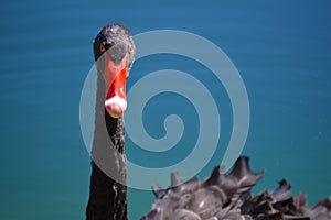 Black swan vivid color picture