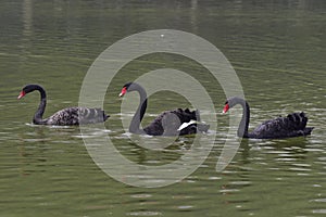 A black swan wandering in the water
