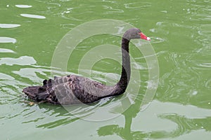 Black swan in water