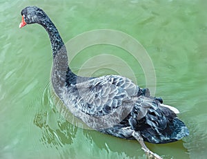 Black swan in the water