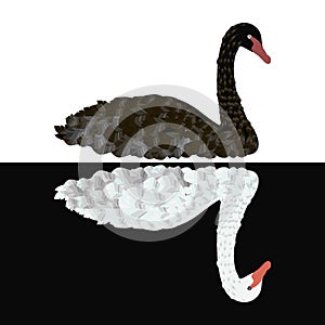Black swan on white background White swan on black background vector isolated illustration