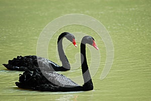 Black swans