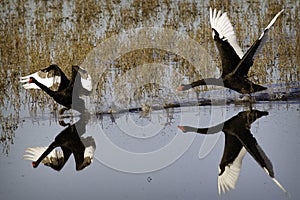 Black Swans photo