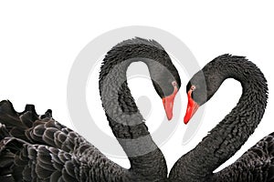 Black swans