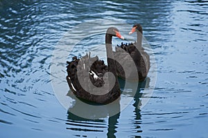 Black swans