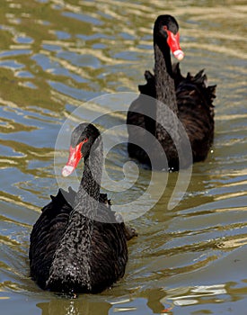 Black Swans