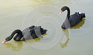 Black swans