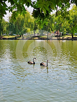 Black swans on chios lake