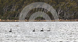 Black swans. Coila Lake. NSW. Australia