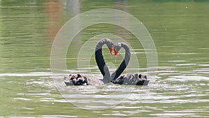 Black swans creating a heart shape on the lake