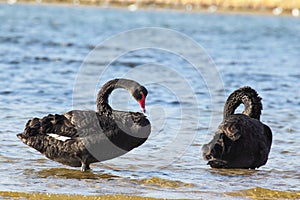 Black Swans (Cygnus atratus)