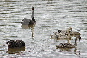 Black swans Cygnus atratus.