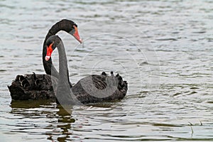 Black swans (Cygnus atratus) floating on the water