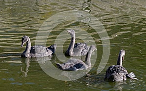 Black swans Cygnus atratus. Wild life animal