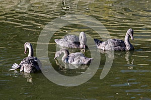 Black swans Cygnus atratus. Wild life animal