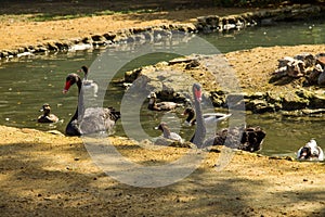 Black swans and ducks swimming in artificial pond