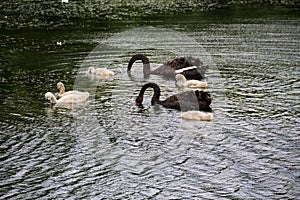 Black swans family floating on the lake