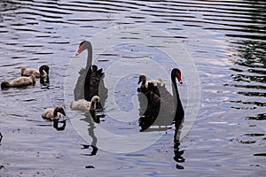 Black swans family floating on a lake surface