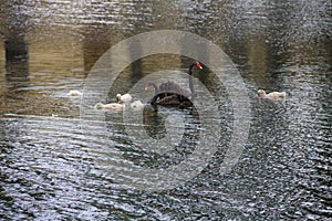 Black swans family floating on lake surface