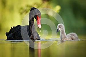 Black swans family