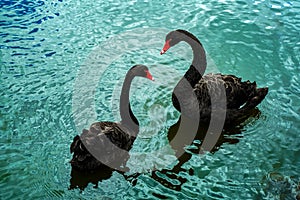 Black swans in lake in Western Springs Auckland