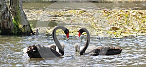 Black swans forming heart - pond idyll