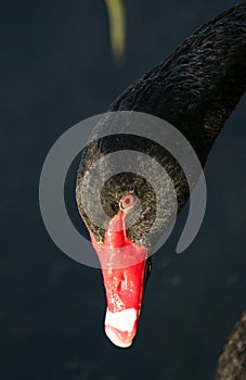 Black swans head