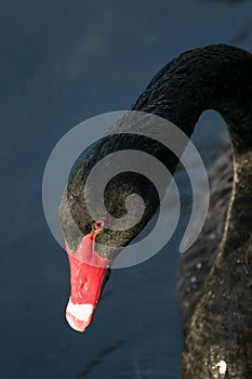 Black swans head