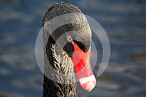 Black swans head