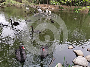 Black swans @ Jinan Wildlife World, Shandong China