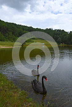 Black swans in a lake