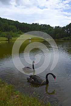 Black swans in a lake