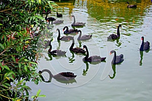 Black swans on a lake