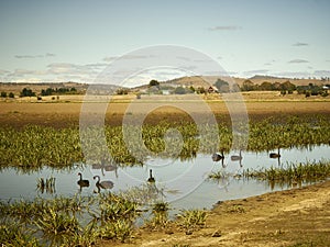 Black Swans on Lake Duverton at Oatlands Tasmanie