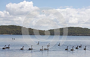 Black swans on Lake Macquarie