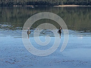 Black swans on Narrabeen lakes