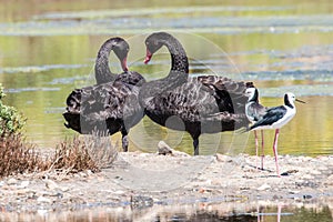 Black Swans and Pied Stilts