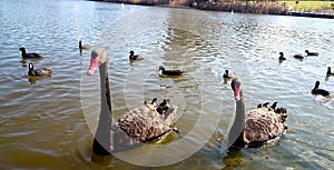 Black Swans in Powells Creek@ Bicentennial Park, Sydney