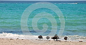 Black Swans preening on a sandy beach with clear water in the background. Perth