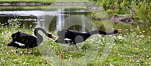 Black swans with red beaks