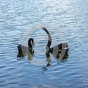 Black swans with red beaks on the water under the sunlight at daytime