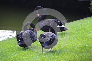 Black swans are resting on a green lawn with grass