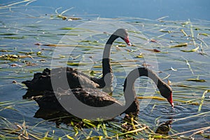 Black swans searching for food